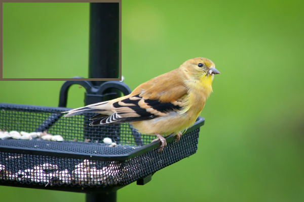 Gold Finch_filtered.jpg